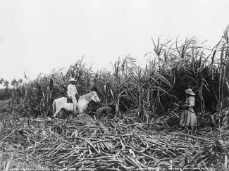 historical hoto LOC: cutting sugar cane on a Cuban plantation