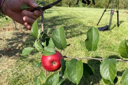 picture of an apple in the orchard