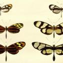 Linnaeus butterflies